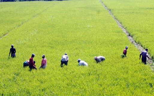 Importaciones de arroz se convierten en problema internacional para la RD