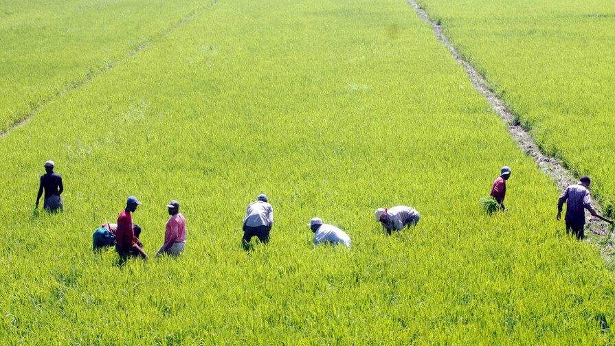 Importaciones de arroz se convierten en problema internacional para la RD