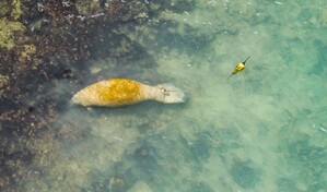 Manat&iacute; Jean Pedro hace de la bah&iacute;a su zona de confort