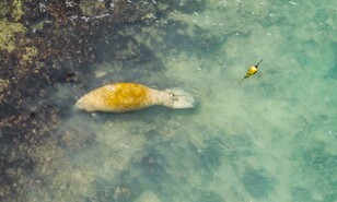 Manat&iacute; Jean Pedro hace de la bah&iacute;a su zona de confort