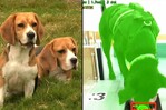 Una empresa de IA utiliza perros para detectar el cáncer Una empresa de IA utiliza perros para detectar el cáncer