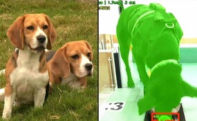 Una empresa de IA utiliza perros para detectar el c&aacute;ncer