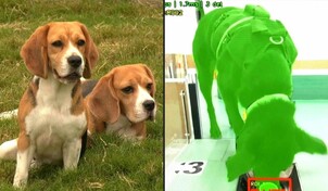 Una empresa de IA utiliza perros para detectar el c&aacute;ncer