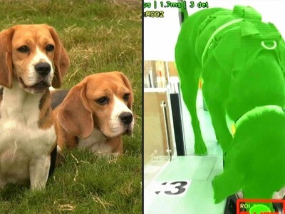 Empresa de IA en India utiliza perros para detectar cáncer