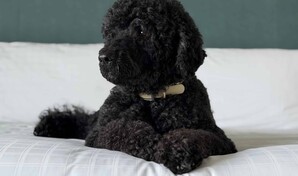 Obama anuncia la muerte de su perra Sunny, la mascota que acompañó 13 años a la familia