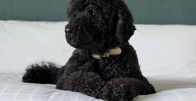 Obama anuncia la muerte de su perra Sunny, la mascota que acompa&ntilde;&oacute; 13 a&ntilde;os a la familia