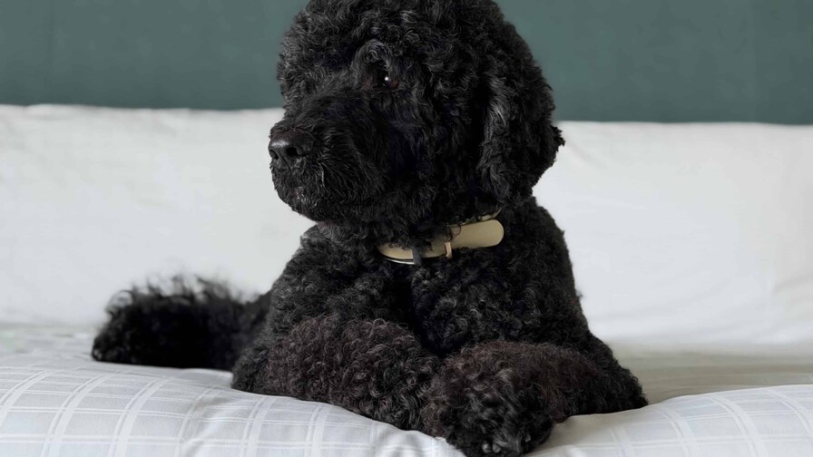 Obama anuncia la muerte de su perra Sunny, la mascota que acompañó 13 años a la familia