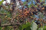 El Niño comienza a dejar efectos: en Arroyo Cano, San Juan, la sequía afecta producción de café El Niño comienza a dejar efectos: en Arroyo Cano, San Juan, la sequía afecta producción de café