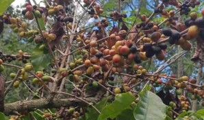 El Niño comienza a dejar efectos: en Arroyo Cano, San Juan, la sequía afecta producción de café