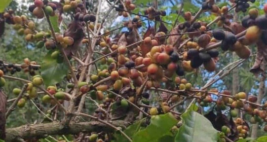 El Ni&ntilde;o comienza a dejar efectos: en Arroyo Cano, San Juan, la sequ&iacute;a afecta producci&oacute;n de caf&eacute;