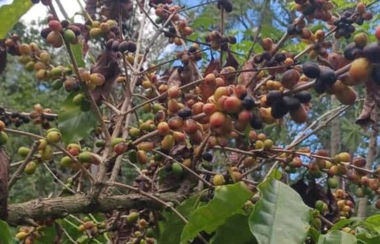El Ni&ntilde;o comienza a dejar efectos: en Arroyo Cano, San Juan, la sequ&iacute;a afecta producci&oacute;n de caf&eacute;