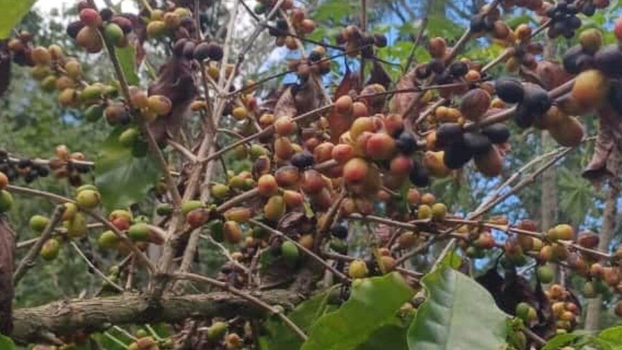 El Niño comienza a dejar efectos: en Arroyo Cano, San Juan, la sequía afecta producción de café El Niño comienza a dejar efectos: en Arroyo Cano, San Juan, la sequía afecta producción de café