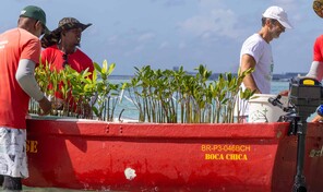 Boca Chica busca recuperar con manglares una barrera natural para sus playas
