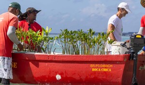 Boca Chica busca recuperar con manglares una barrera natural para sus playas