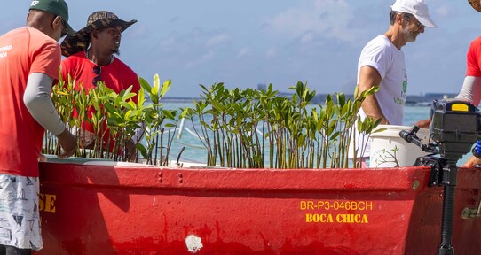Boca Chica busca recuperar con manglares una barrera natural para sus playas
