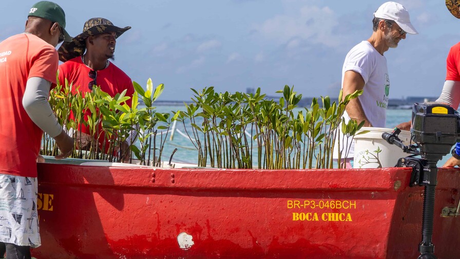 Boca Chica busca recuperar con manglares una barrera natural para sus playas Boca Chica busca recuperar con manglares una barrera natural para sus playas