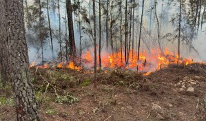 Lluvias ayudaron a controlar incendio forestal en Pelempito y Aceitillar