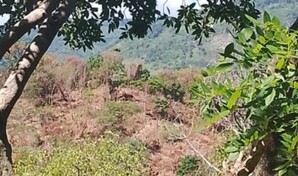 Sociedad Ecol&oacute;gica de Para&iacute;so denuncia talas en cuenca del r&iacute;o Niza&iacute;to mientras se proyectan presas