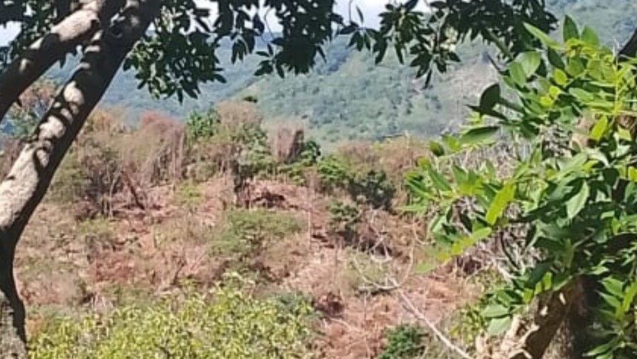 Sociedad Ecológica de Paraíso denuncia talas en cuenca del río Nizaíto mientras se proyectan presas Sociedad Ecológica de Paraíso denuncia talas en cuenca del río Nizaíto mientras se proyectan presas