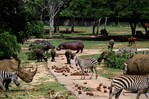Entre apagones y escasez, el Zoológico Nacional de Cuba lucha por preservar especies protegidas