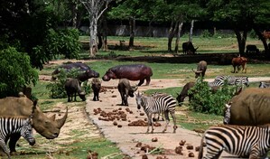 Entre apagones y escasez, el Zool&oacute;gico Nacional de Cuba lucha por preservar especies protegidas