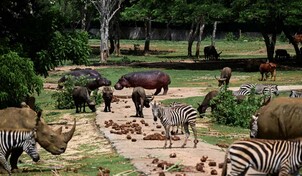 Entre apagones y escasez, el Zool&oacute;gico Nacional de Cuba lucha por preservar especies protegidas