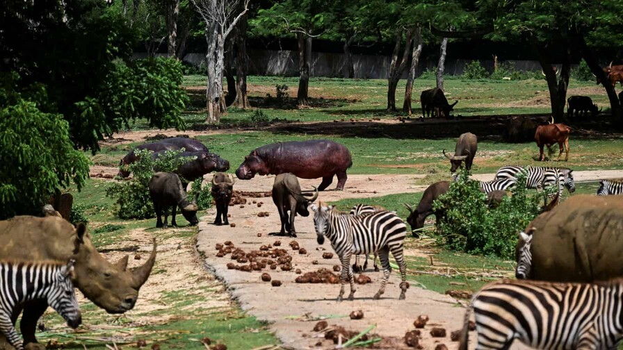 Entre apagones y escasez, el Zoológico Nacional de Cuba lucha por preservar especies protegidas Entre apagones y escasez, el Zoológico Nacional de Cuba lucha por preservar especies protegidas