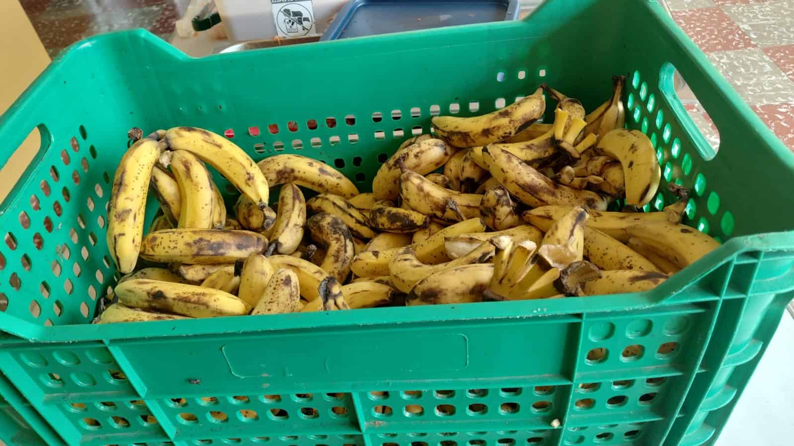 Guineos maduros.