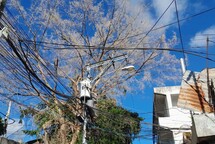 Vecinos del barrio La Joya temen ca&iacute;da de &aacute;rbol sobre cables de alta tensi&oacute;n