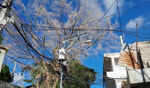 Vecinos del barrio La Joya temen caída de árbol sobre cables de alta tensión