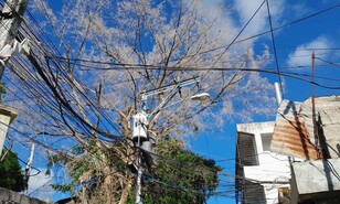 Vecinos del barrio La Joya temen ca&iacute;da de &aacute;rbol sobre cables de alta tensi&oacute;n