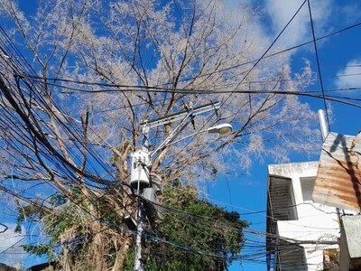 Vecinos alertan sobre peligro de árbol seco sobre cables eléctricos