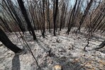 Sembr&oacute; un bosque para sus hijos; un incendio intencional consumi&oacute; 25 a&ntilde;os de cuidado en Bahoruco