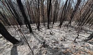 Sembr&oacute; un bosque para sus hijos; un incendio intencional consumi&oacute; 25 a&ntilde;os de cuidado en Bahoruco