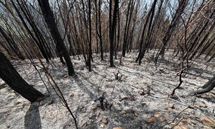 Sembr&oacute; un bosque para sus hijos; un incendio intencional consumi&oacute; 25 a&ntilde;os de cuidado en Bahoruco