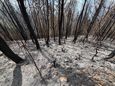 Incendio en Bahoruco destruyó 25 años de un bosque