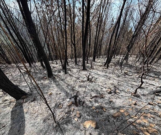 Sembr&oacute; un bosque para sus hijos; un incendio intencional consumi&oacute; 25 a&ntilde;os de cuidado en Bahoruco