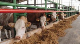 Advierten que las redadas de ICE podr&iacute;an encarecer la carne de res en EE. UU.