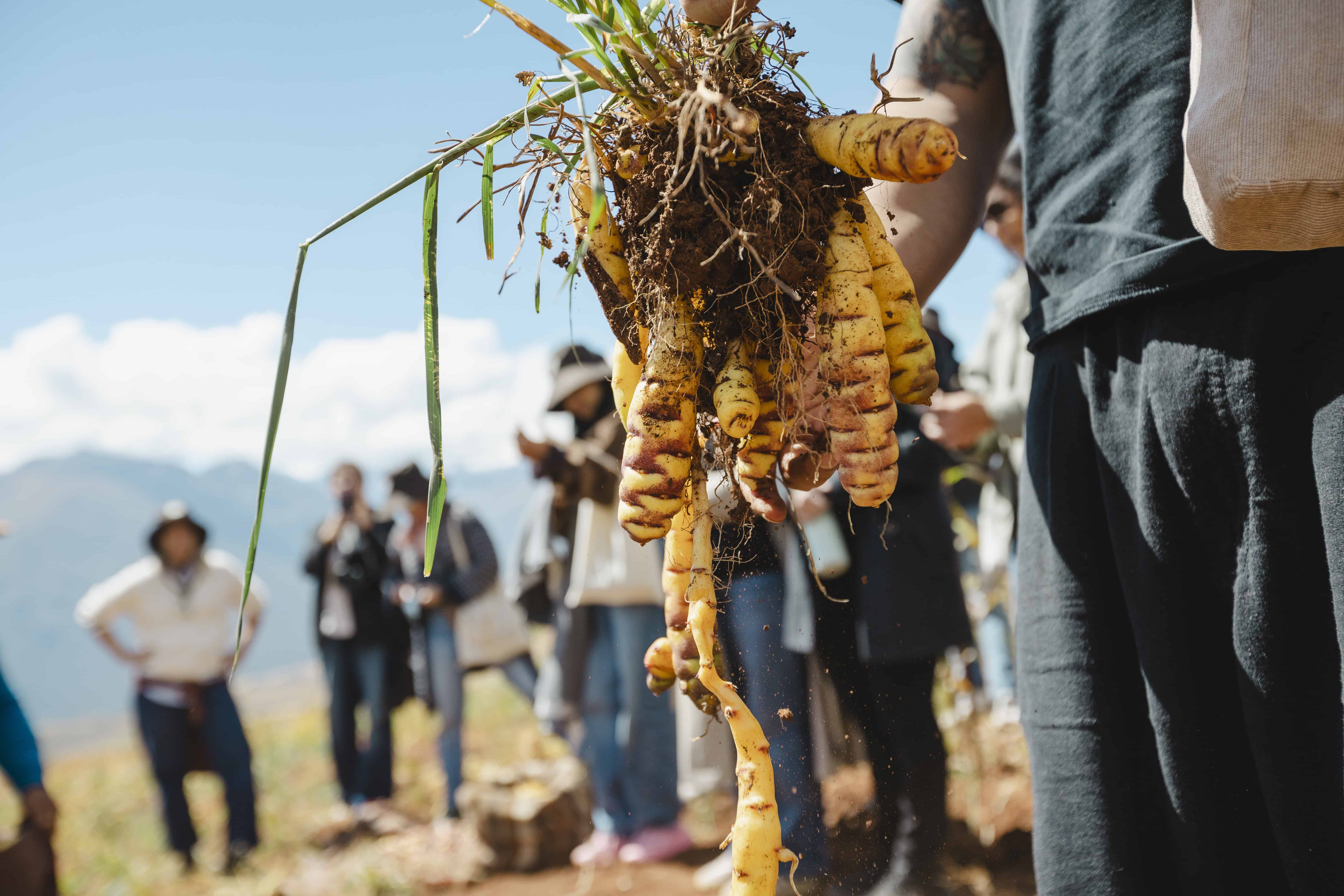 La cocina de Kjolle est&aacute; profundamente conectada con los productos y ecosistemas del Per&uacute;.