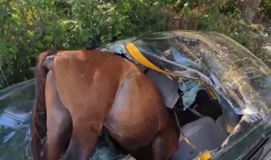Un conductor resulta herido tras impactar un caballo en la carretera en Santiago