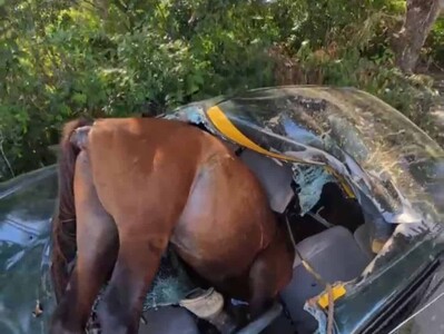 Muere caballo tras ser impactado por vehículo en Santiago