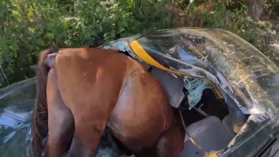 Un conductor resulta herido tras impactar un caballo en la carretera en Santiago Un conductor resulta herido tras impactar un caballo en la carretera en Santiago