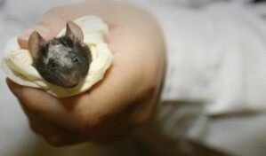 Crean ratones con tejido cerebral humano integrado en su cerebro