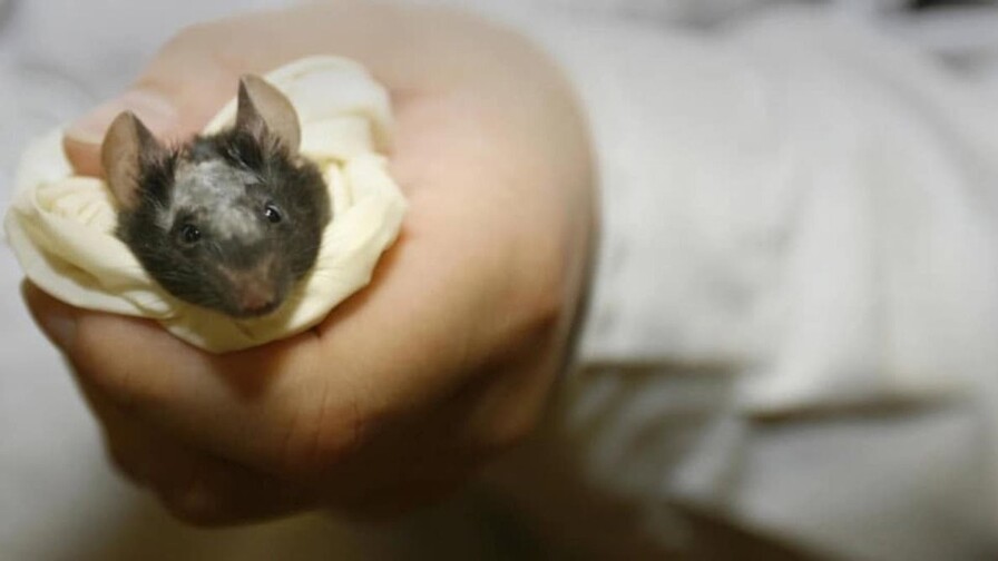 Crean ratones con tejido cerebral humano integrado en su cerebro Crean ratones con tejido cerebral humano integrado en su cerebro