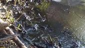 Pescadores luchan contra derrames de crudo en plena reactivaci&oacute;n petrolera en Venezuela