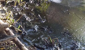 Pescadores luchan contra derrames de crudo en plena reactivación petrolera en Venezuela