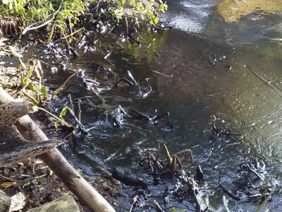 Pescadores luchan contra derrames en plena reactivación petróleo