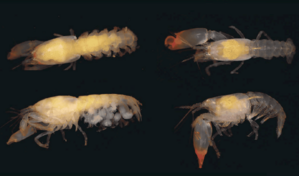 Un nuevo camar&oacute;n para la ciencia lleva el nombre de do&ntilde;a Idelisa Bonnelly
