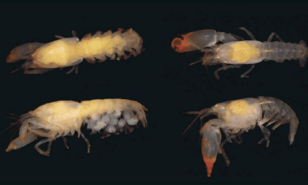 Un nuevo camar&oacute;n para la ciencia lleva el nombre de do&ntilde;a Idelisa Bonnelly