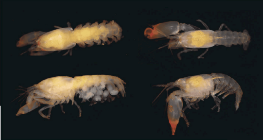 Un nuevo camar&oacute;n para la ciencia lleva el nombre de do&ntilde;a Idelisa Bonnelly